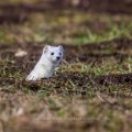 Hermelin (Mustela erminea)