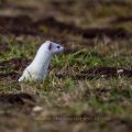Hermelin (Mustela erminea)