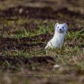 Hermelin (Mustela erminea)
