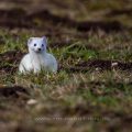 Hermelin (Mustela erminea)