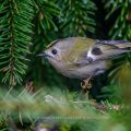 Wintergoldhähnchen (Regulus regulus)