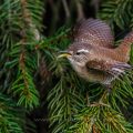 Zaunkönig (Troglodytes troglodytes) singend