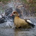 Nilgans (Alopochen aegyptiacus)