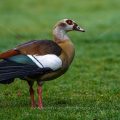 Nilgans (Alopochen aegyptiacus)