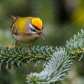 Sommergoldhähnchen (Regulus ignicapillus)