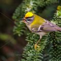 Sommergoldhähnchen (Regulus ignicapillus)