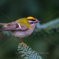 Sommergoldhähnchen (Regulus ignicapillus)