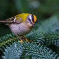 Sommergoldhähnchen (Regulus ignicapillus)