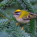 Sommergoldhähnchen (Regulus ignicapillus)