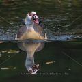 Nilgans (Alopochen aegyptiacus)