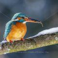 Eisvogel (Alcedo atthis) Weibchen