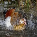 Nilgans (Alopochen aegyptiacus) beim baden