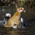Nilgans (Alopochen aegyptiacus) beim baden