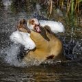 Nilgans (Alopochen aegyptiacus) beim baden