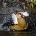 Nilgans (Alopochen aegyptiacus) beim baden