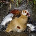 Nilgans (Alopochen aegyptiacus) beim baden
