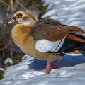 Nilgans (Alopochen aegyptiacus)