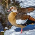 Nilgans (Alopochen aegyptiacus)