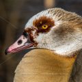 Nilgans (Alopochen aegyptiacus)