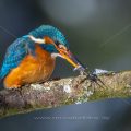 Eisvogel (Alcedo atthis) Weibchen
