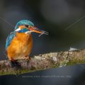 Eisvogel (Alcedo atthis) Weibchen