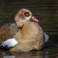 Nilgans (Alopochen aegyptiacus)