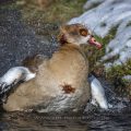 Nilgans (Alopochen aegyptiacus)
