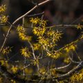 Zaubernuss (Hamamelis japonica)