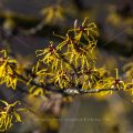 Zaubernuss (Hamamelis japonica)