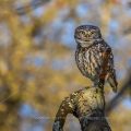 Steinkauz (Athene noctua)