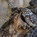 Steinkauz (Athene noctua)
