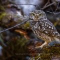 Steinkauz (Athene noctua)