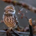 Steinkauz (Athene noctua)