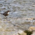 Wasseramsel (Cinclus cinclus)