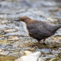 Wasseramsel (Cinclus cinclus)