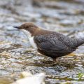 Wasseramsel (Cinclus cinclus)