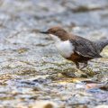 Wasseramsel (Cinclus cinclus)