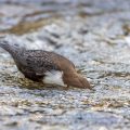 Wasseramsel (Cinclus cinclus)