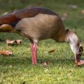 Nilgans (Alopochen aegyptiacus)