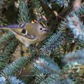 Wintergoldhähnchen (Regulus regulus)