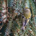 Wintergoldhähnchen (Regulus regulus)
