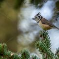 Haubenmeise (Lophophanes cristatus)