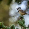 Haubenmeise (Lophophanes cristatus)