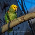 Gelbkopfamazone (Amazona oratrix)