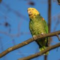Gelbkopfamazone (Amazona oratrix)
