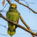 Gelbkopfamazone (Amazona oratrix)