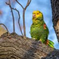 Gelbkopfamazone (Amazona oratrix)