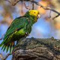 Gelbkopfamazone (Amazona oratrix)