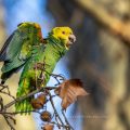 Gelbkopfamazone (Amazona oratrix)