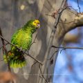 Gelbkopfamazone (Amazona oratrix)